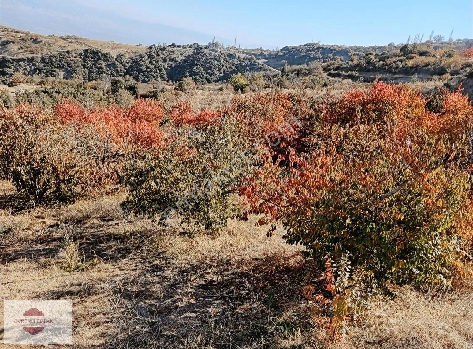 Alaşehir Kozluca Satılık Bağ & Bahçe Alaşehir Kozluça Köyünde Satılık Kirazlık