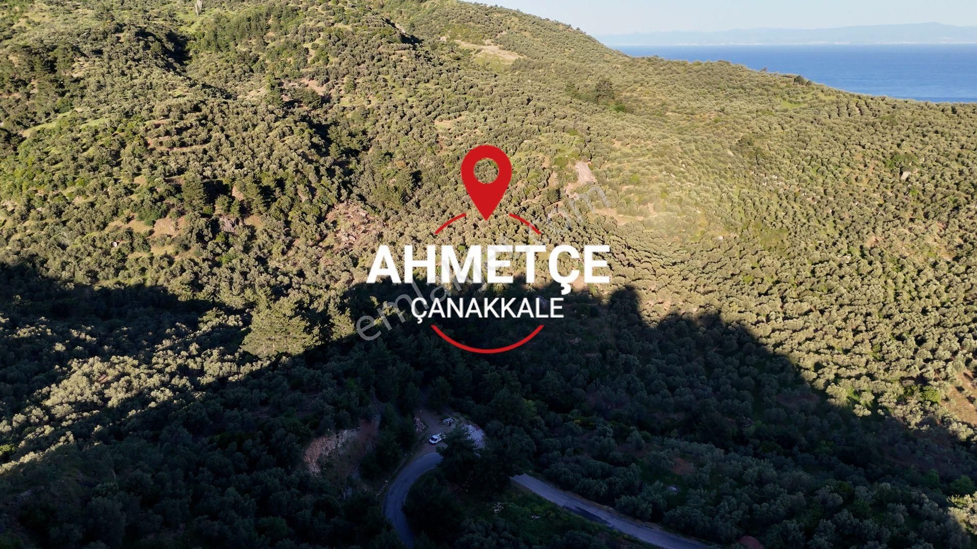 Çanakkale Ayvacık Ahmetçe Köyü'nde Satılık Zeytinlik - 4.838 M²
