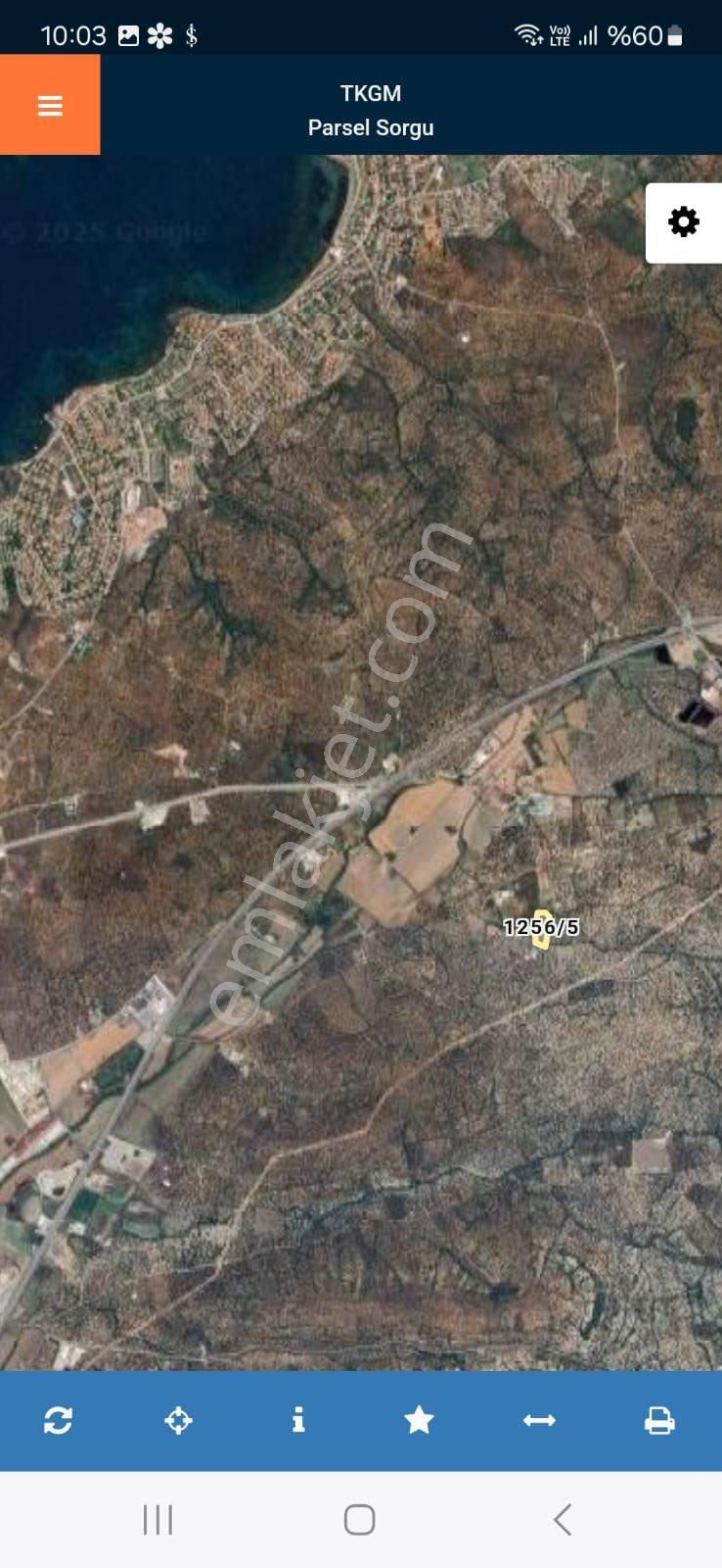 Rota’dan Fırsat Satılık Zeytinlik !! - Görsel 4