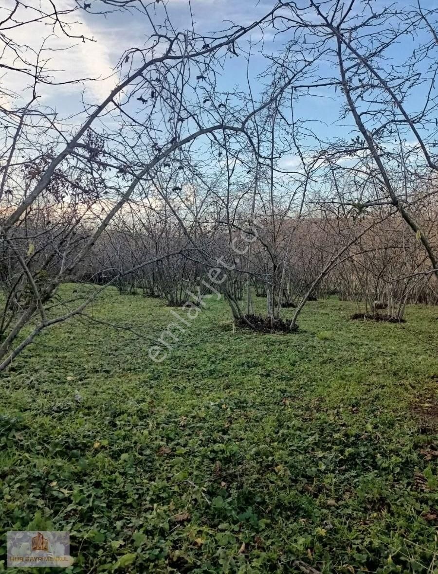 Karapürçek Mecidiye Satılık Tarla Karapürçek Mecıdıye Yol Cepheli Fındıklık