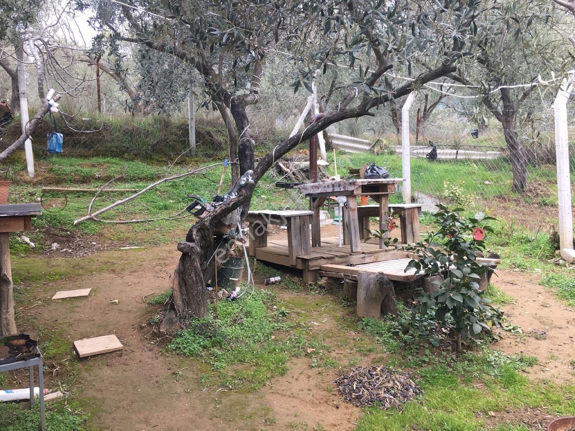 Güre Çamlıbelde İmar Dibi İçinde Evi Olan Zeytinlik - Görsel 28