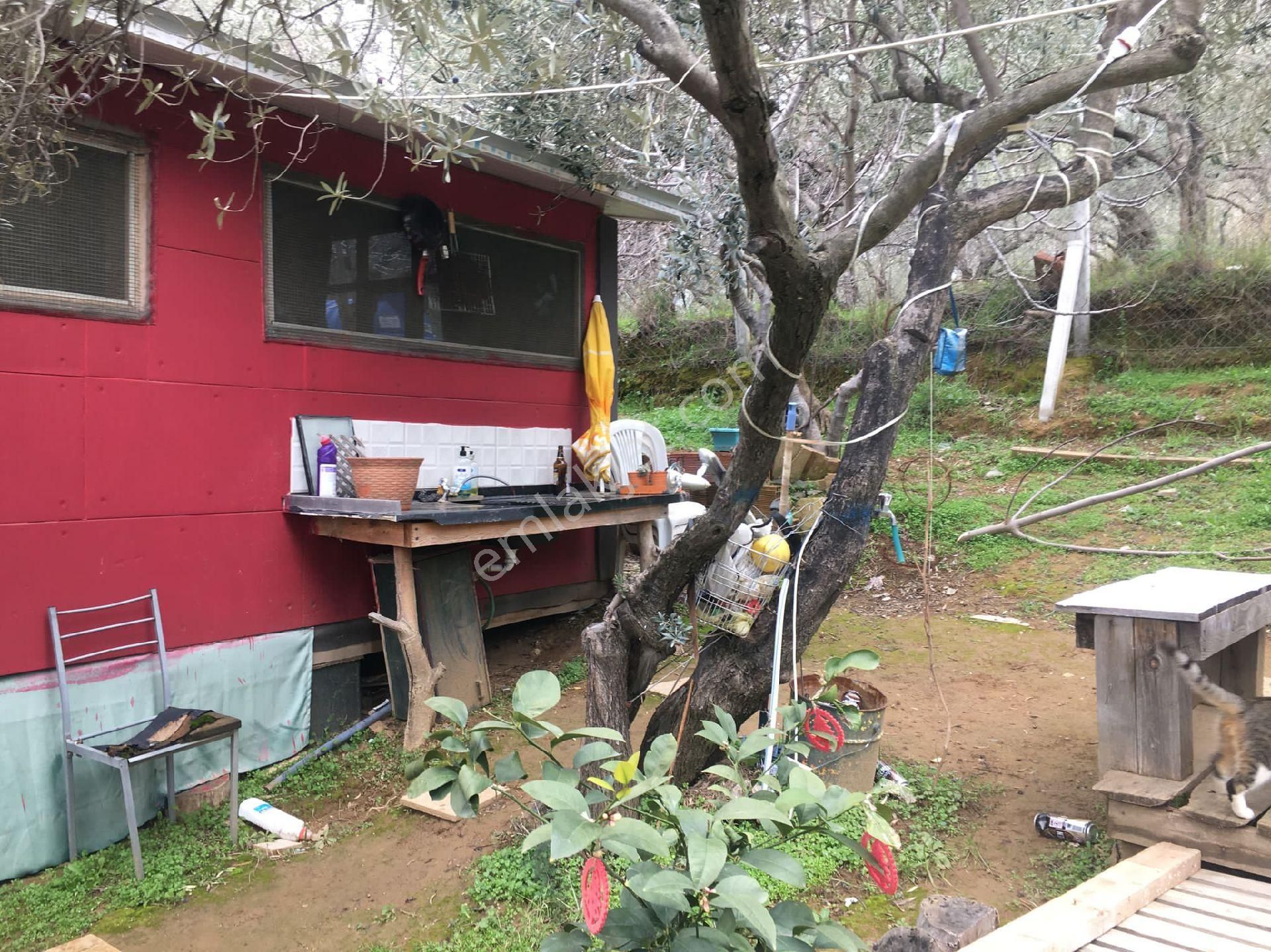 Güre Çamlıbelde İmar Dibi İçinde Evi Olan Zeytinlik - Görsel 29