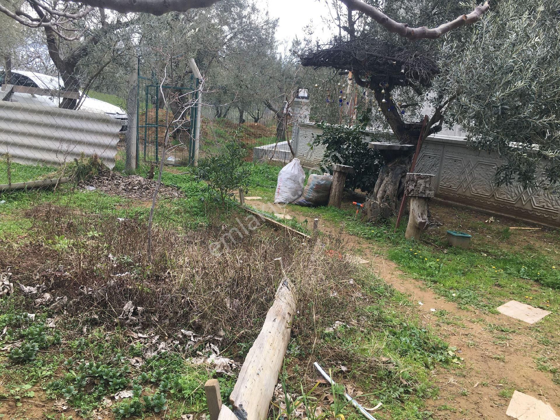 Güre Çamlıbelde İmar Dibi İçinde Evi Olan Zeytinlik - Görsel 11