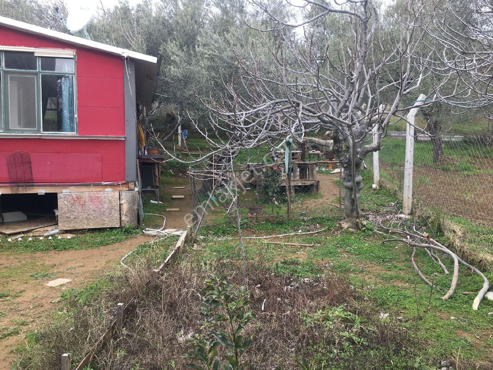 Güre Çamlıbelde İmar Dibi İçinde Evi Olan Zeytinlik - Görsel 2