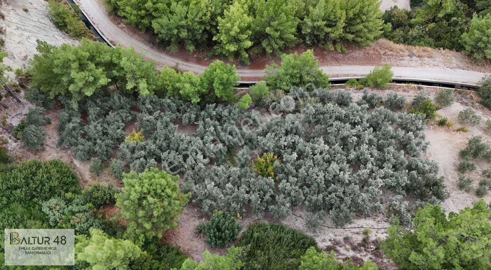 Seydikemer Korubükü Satılık Tarla Seydikemer Kayadibi(saklıkent)te Zeytin Bahçeleri