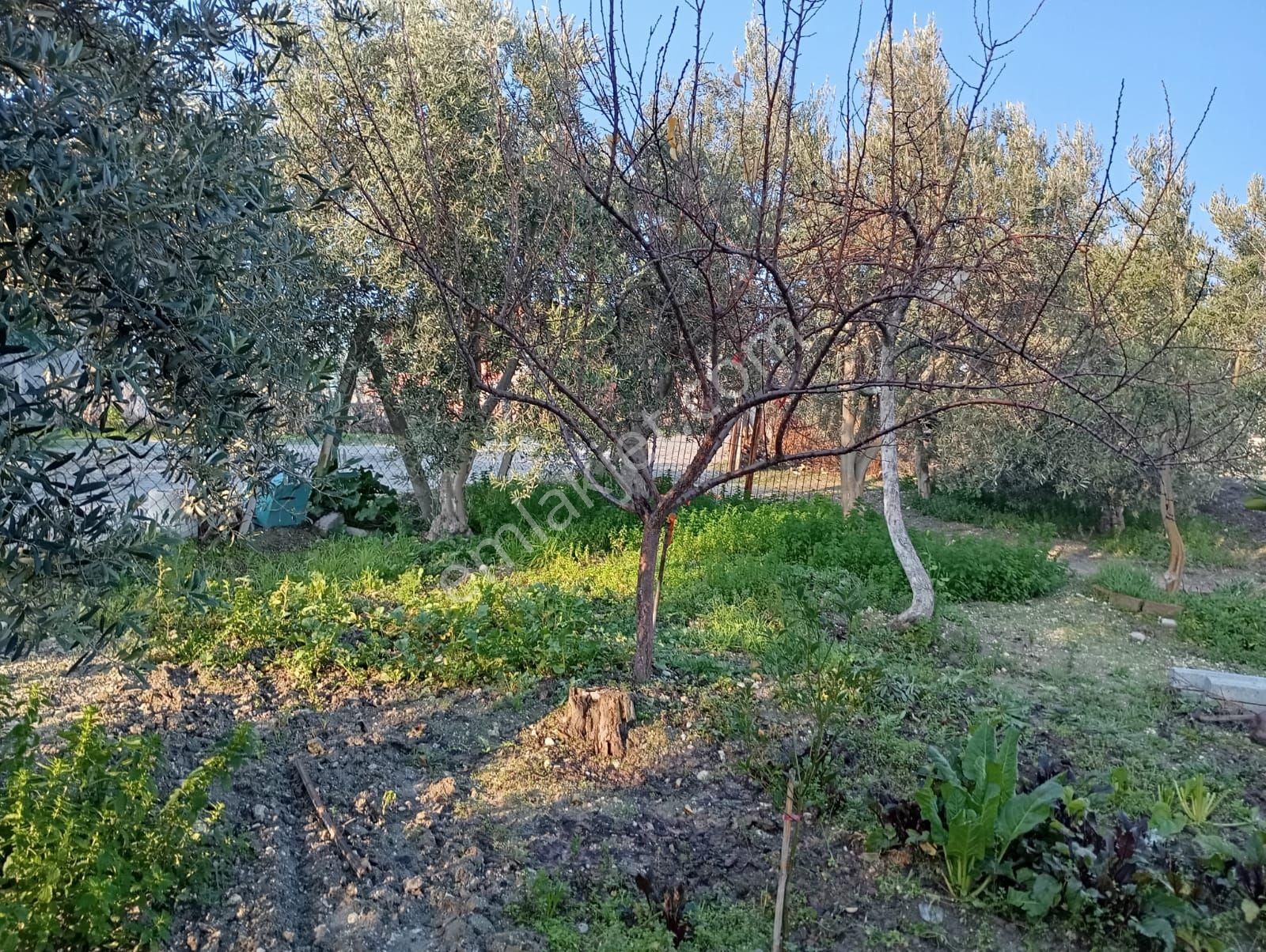 Saruhanlı Tirkeş Satılık Tarla Tirkeş Mahalle İçinde Satılık Tarla