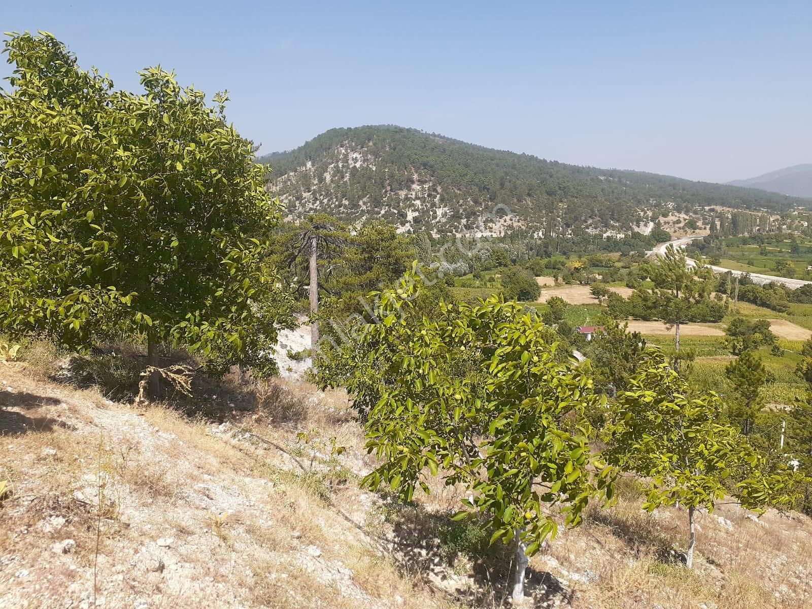 Gölhisar Yeşildere Köyü (Üçoluk) Satılık Tarla Burdur Gölhisar'da Yeşildere Köyünde Yatırım Fırsatı