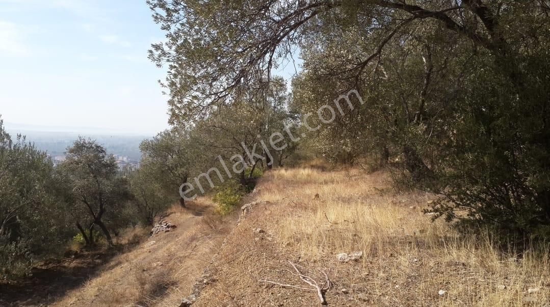Arslan Emlaktan Balıkesir Edremit Merkezde 5.100 M2 Zeytinlik - Görsel 13