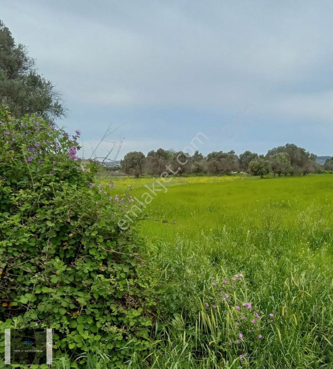 Urla İçmeler 5.442m2 İtokent Arkası Düz Ve Yemyeşil Tarla - Görsel 11