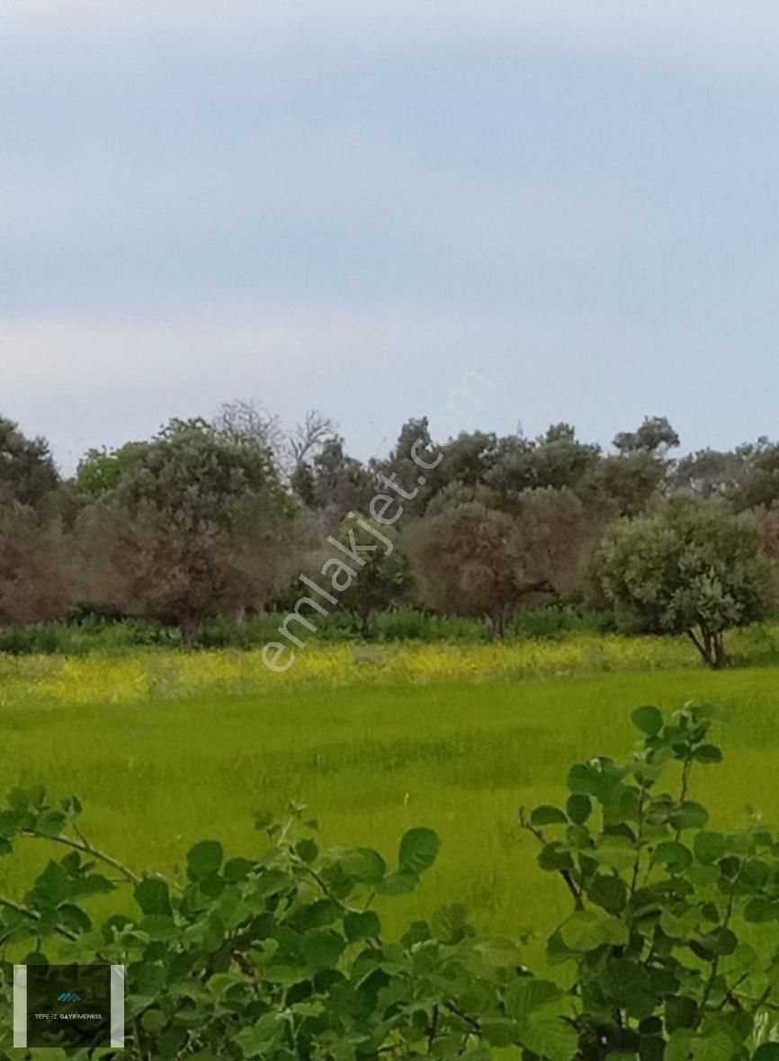 Urla İçmeler 5.442m2 İtokent Arkası Düz Ve Yemyeşil Tarla - Görsel 6