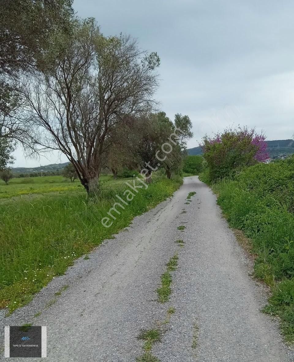 Urla İçmeler 5.442m2 İtokent Arkası Düz Ve Yemyeşil Tarla - Görsel 4