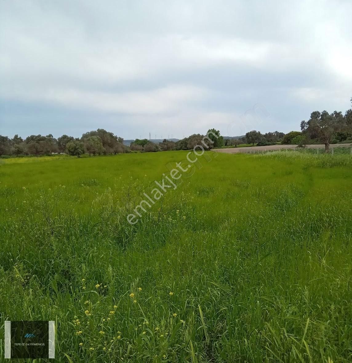 Urla İçmeler 5.442m2 İtokent Arkası Düz Ve Yemyeşil Tarla - Görsel 3