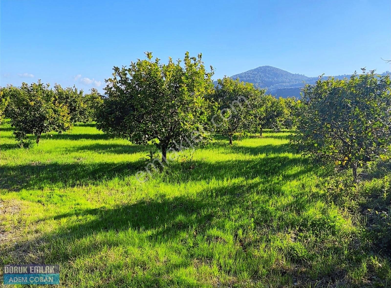 Ortaca Güzelyurt Satılık Bağ & Bahçe Ortaca Güzelyurt Mahallesinde Satılık 12.800 M2 Tarla