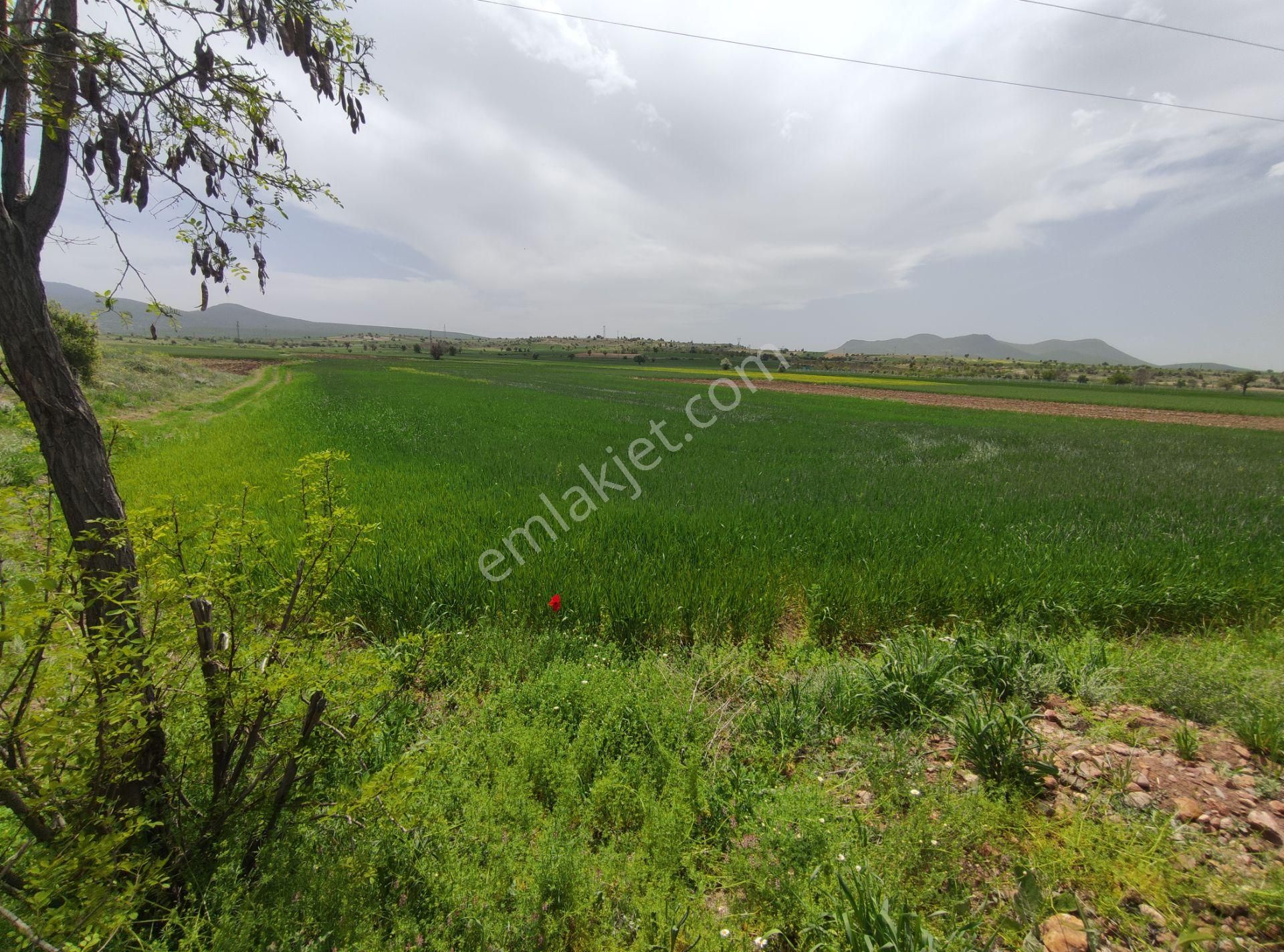 Konya Seydişehir Çavuş M. Satılık Tarla 5900 M2 Konya Yolu Üzeri Sulu Yol Kıyısı