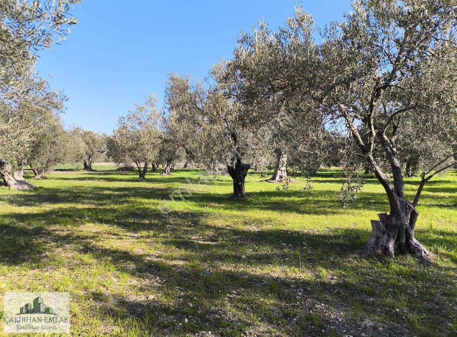 Denize 450 Metre Şakranın En Gözde Lokasyonunu Satılık Zeytinlik - Görsel 3