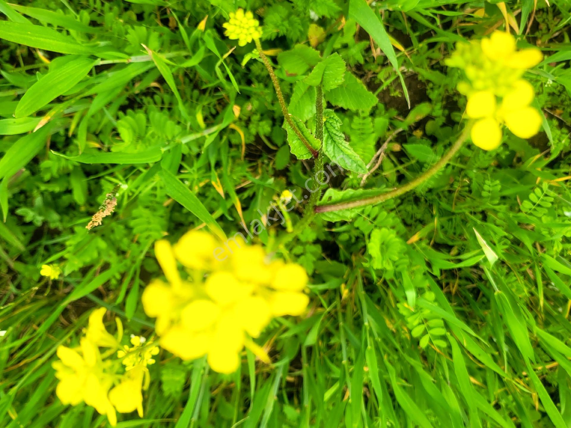 Asfalta Cephe Tam Bir Fırsat - Görsel 31