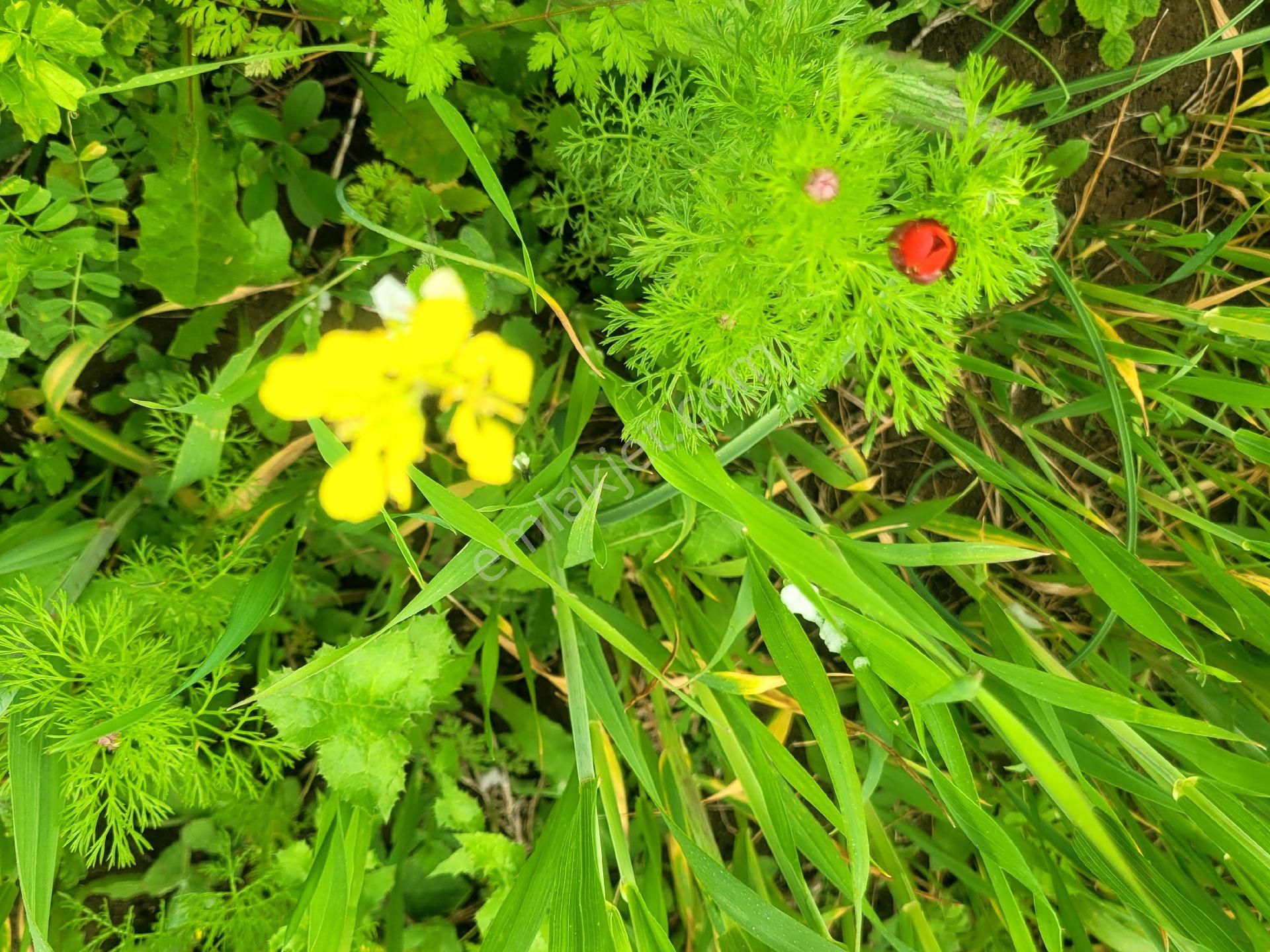 Asfalta Cephe Tam Bir Fırsat - Görsel 30