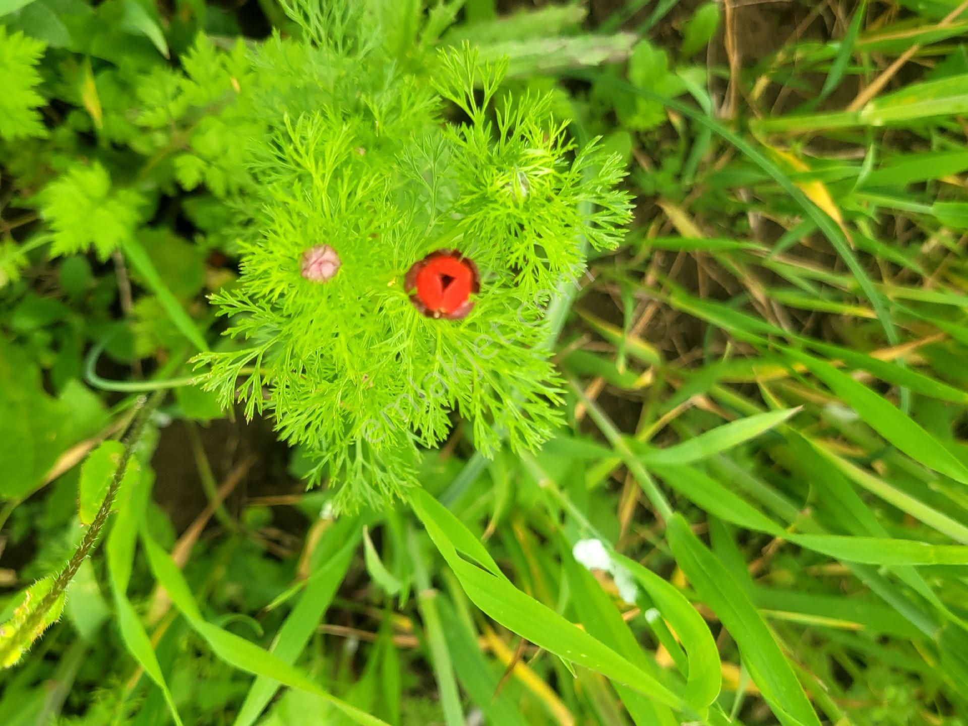 Asfalta Cephe Tam Bir Fırsat - Görsel 32