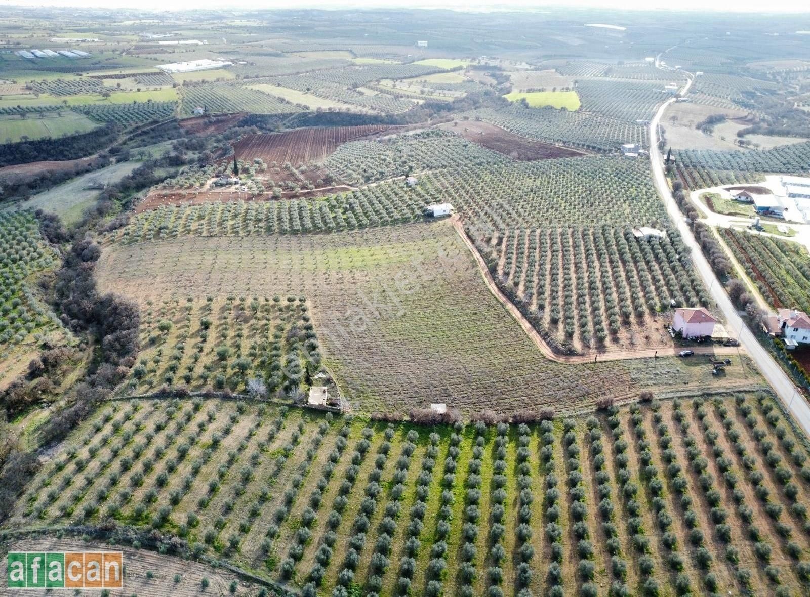 Salihli İğdecik Satılık Zeytinlik Manisa Salihli De Satılık Zeytinlik