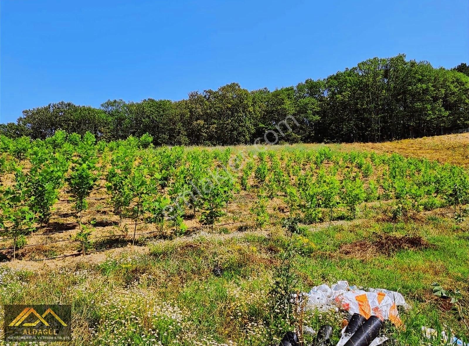 Mustafakemalpaşa Alpağut Satılık Tarla Acil Satılık 20.000 M2 Tarla Ve Bahçe