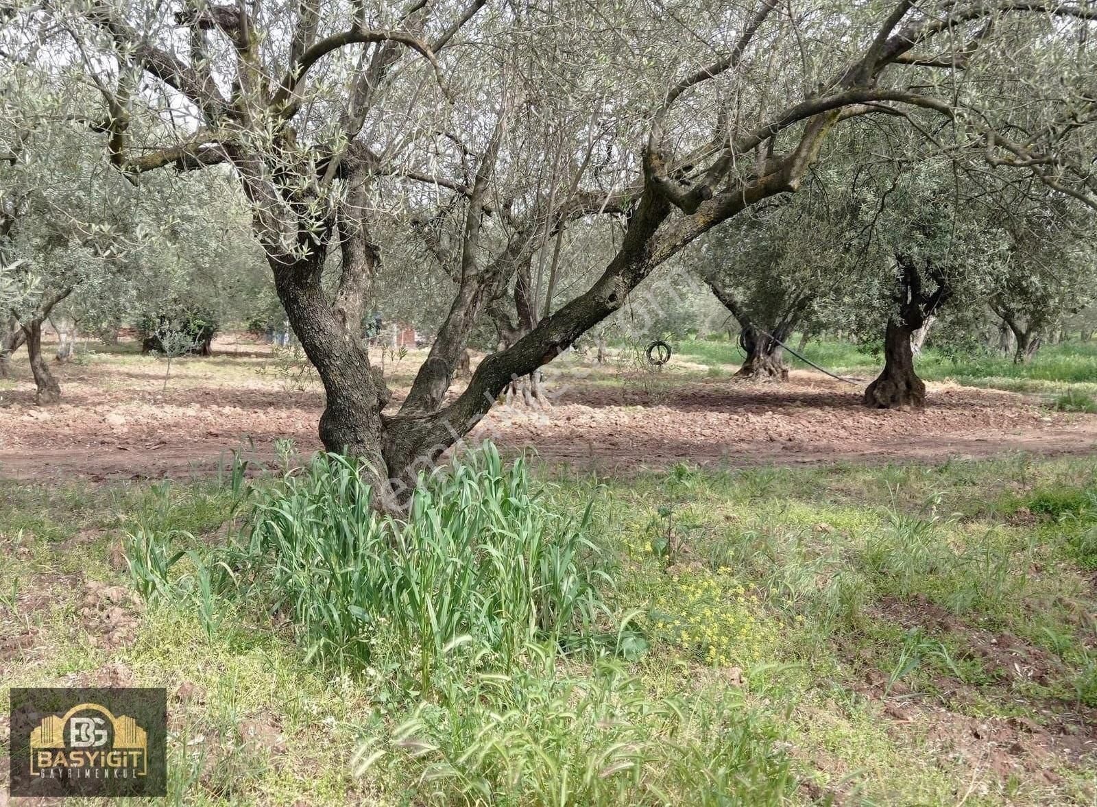 Akhisar Süleymanlı Satılık Zeytinlik Süleymanlı Mah.3560m2 Tek Tapu Satılık Zeytin Tarlası