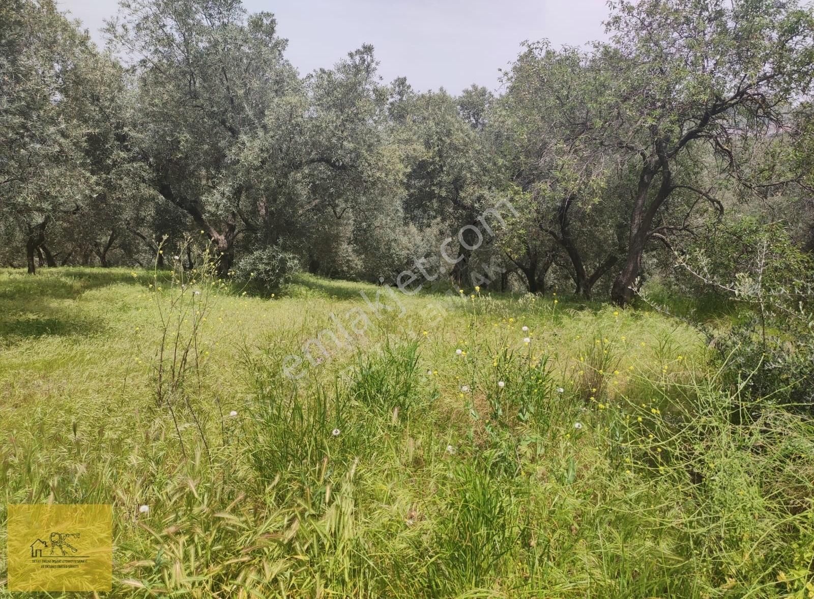 Detay Emlaktan Bandırma Edincik Mh. 1274 M² Satılık Zeytinlik ! - Görsel 5