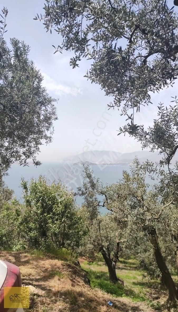Detay Emlaktan Bandırma Edincik Mh. 1274 M² Satılık Zeytinlik ! - Görsel 3