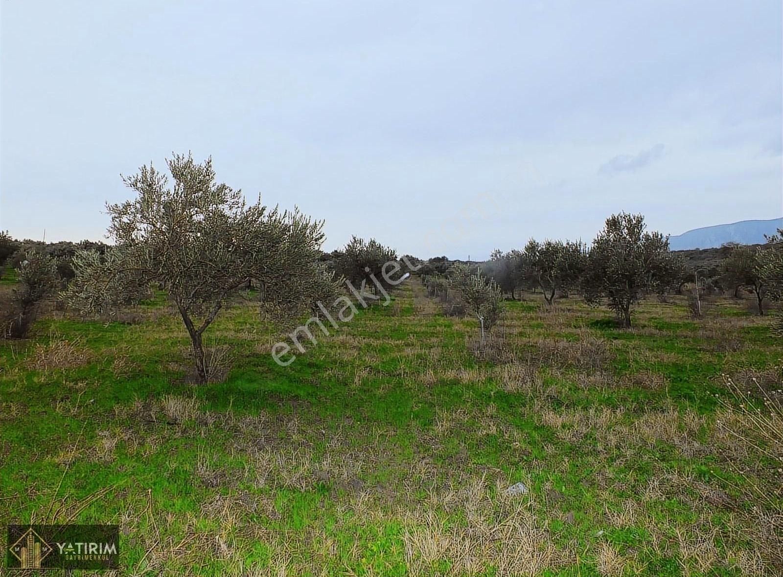 Akhisar Dereköy Satılık Tarla Akhisar Dereköy Mahallesi 49.560 M2 Tek Tapu Zeytin Bahçesi