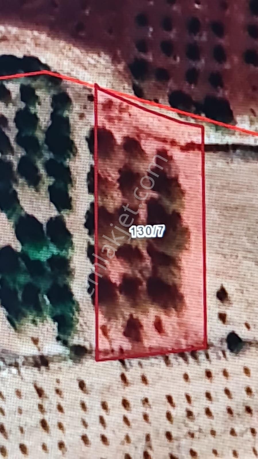 Çimenli De Satılık Tek Tapu Bağ Evlik Ceviz Bahçesi - Görsel 9