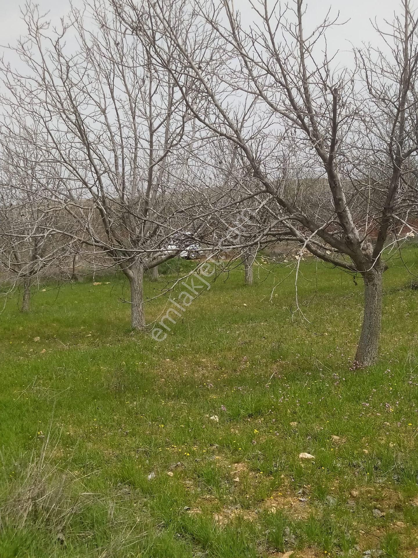 Çimenli De Satılık Tek Tapu Bağ Evlik Ceviz Bahçesi - Görsel 5