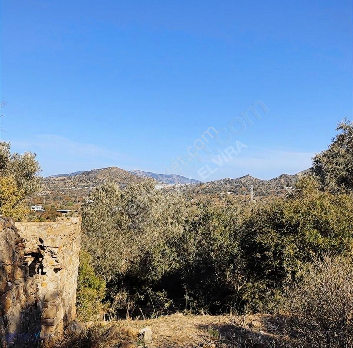 Bodrum İslamhaneleri 19000 M2 Zeytinlik Yatırımı Mükemmel Fırsat - Görsel 15