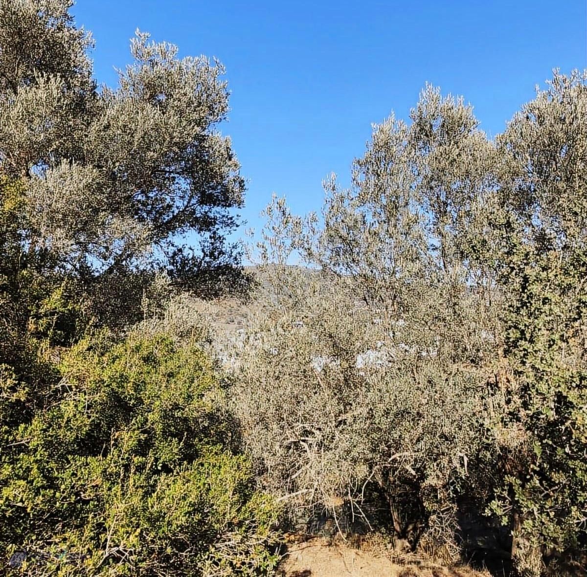 Bodrum İslamhaneleri 19000 M2 Zeytinlik Yatırımı Mükemmel Fırsat - Görsel 8