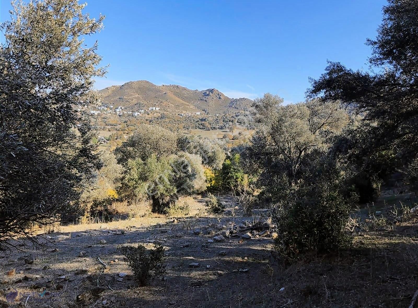 Bodrum İslamhaneleri 19000 M2 Zeytinlik Yatırımı Mükemmel Fırsat - Görsel 17