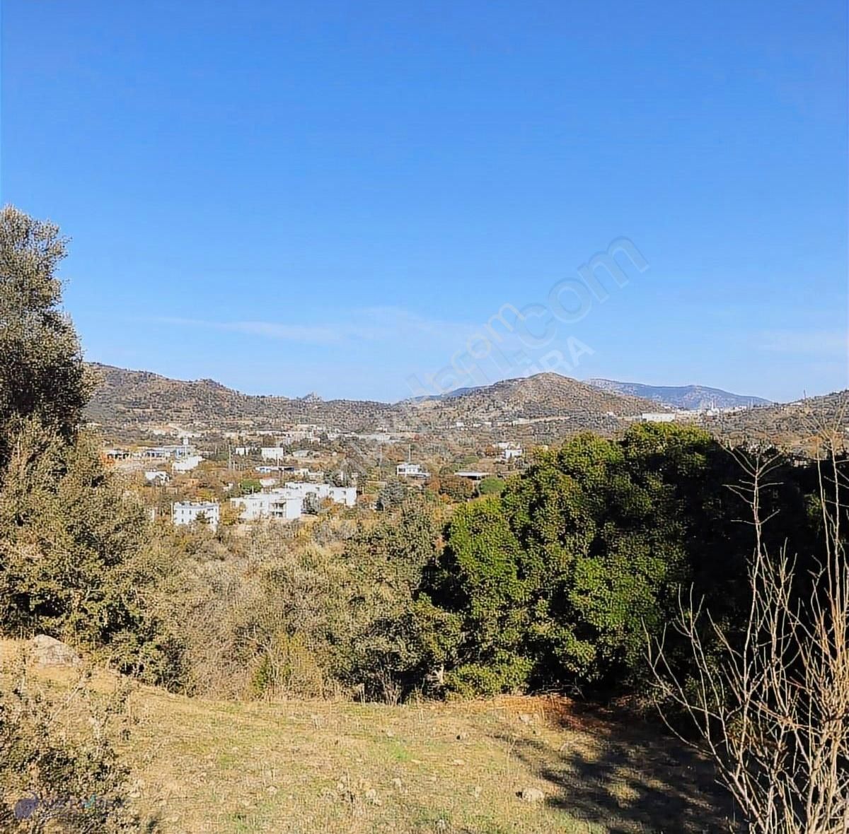 Bodrum İslamhaneleri 19000 M2 Zeytinlik Yatırımı Mükemmel Fırsat - Görsel 10