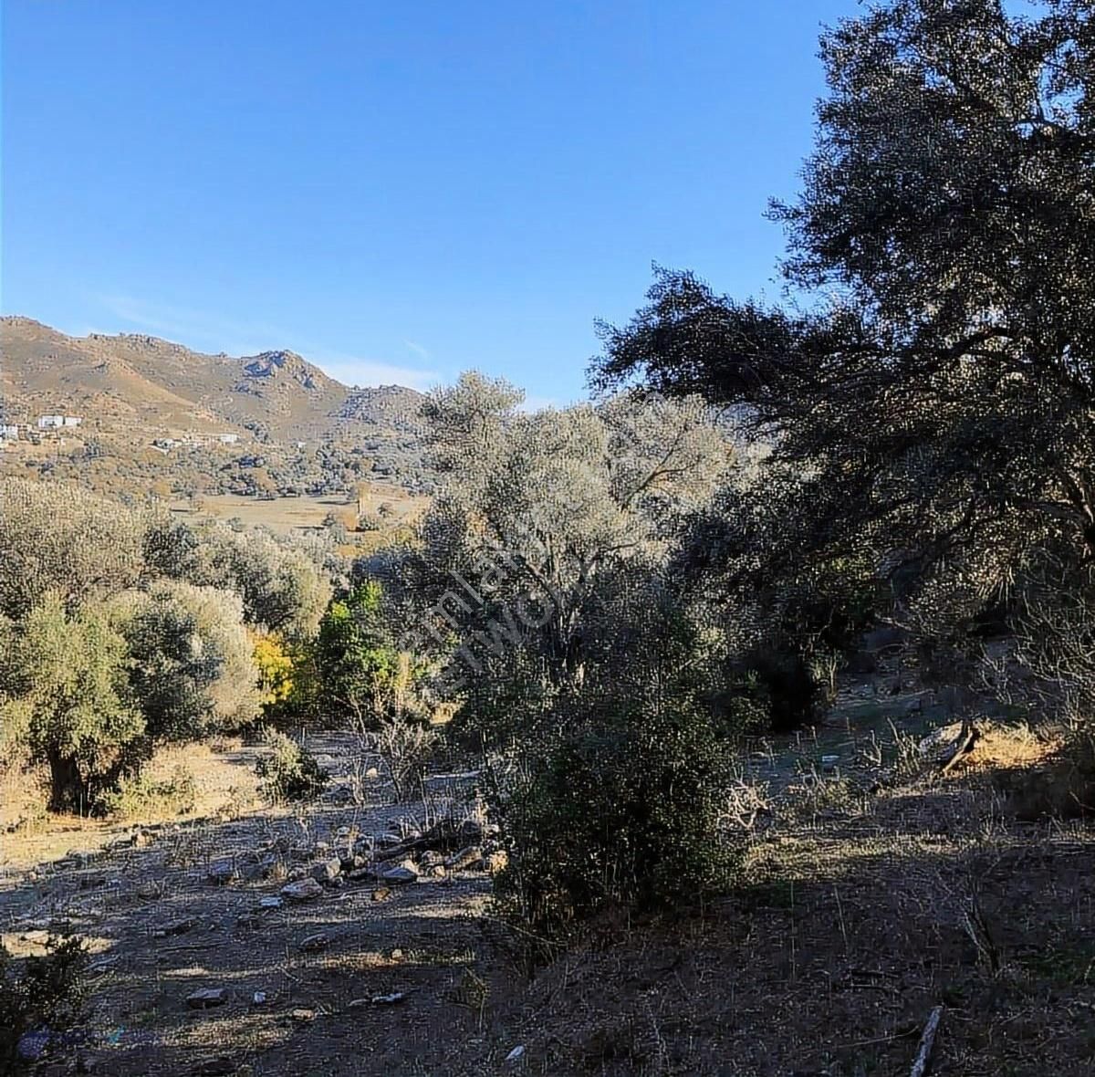 Bodrum İslamhaneleri 19000 M2 Zeytinlik Yatırımı Mükemmel Fırsat - Görsel 19