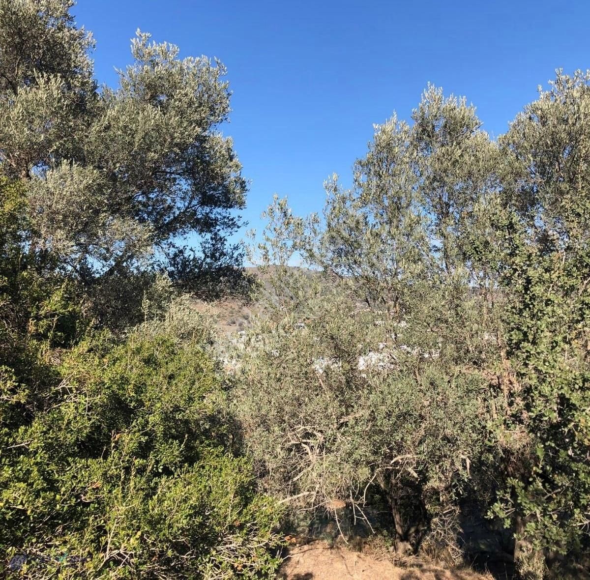 Bodrum İslamhaneleri 19000 M2 Zeytinlik Yatırımı Mükemmel Fırsat - Görsel 2