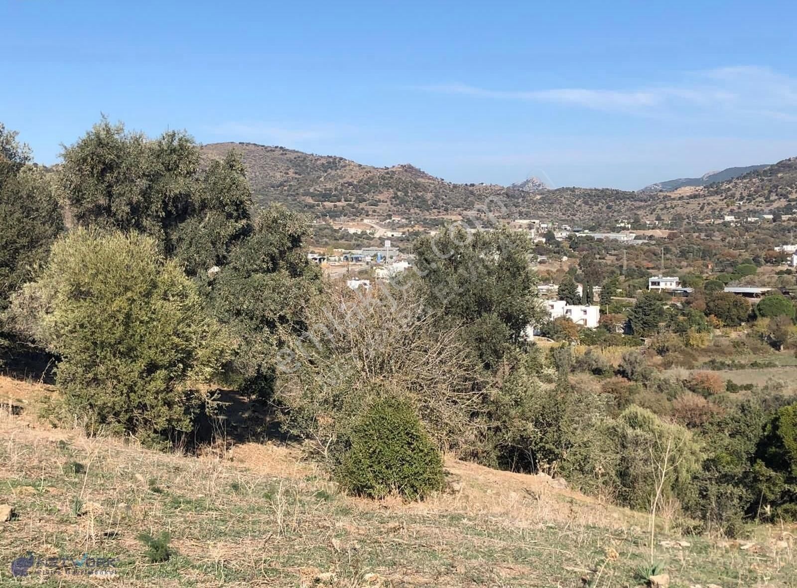 Bodrum İslamhaneleri 19000 M2 Zeytinlik Yatırımı Mükemmel Fırsat - Görsel 18