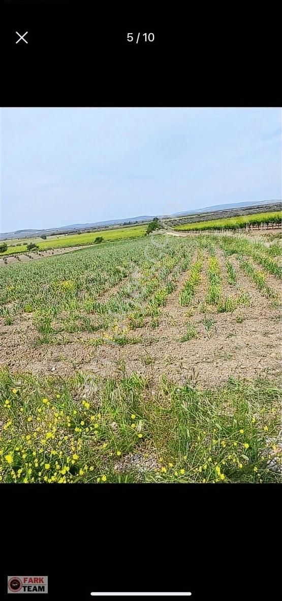 Saruhanlı Apak Satılık Tarla Saruhanlı Apak Köyünde Asfalt Cepheli Satılık Tarla