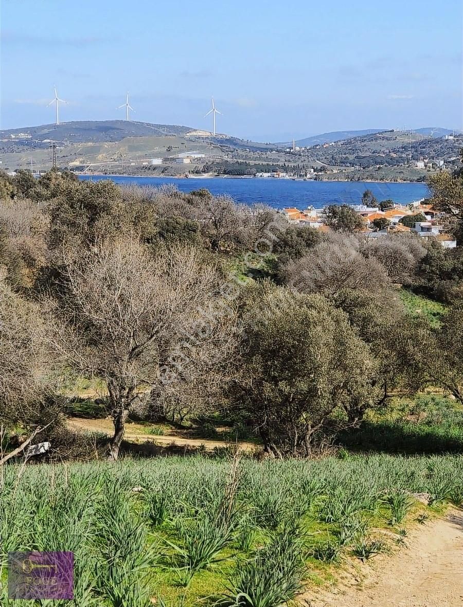 Foça Cumhuriyet Satılık Tarla Yenifoça'da Muhteşem Deniz Manzaralı Zeytin Ağaçlı Tarla