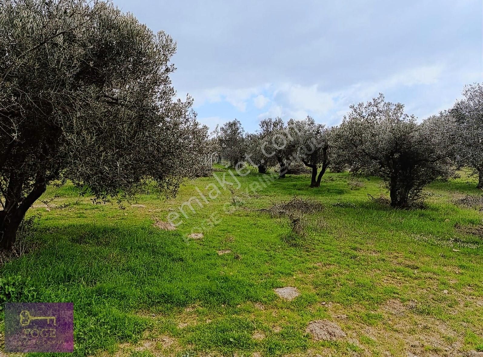 Foça Mareşal Fevzi Çakmak Satılık Tarla Foça Gerenköy'de Satılık Zeytin Ağaçlı Tarla