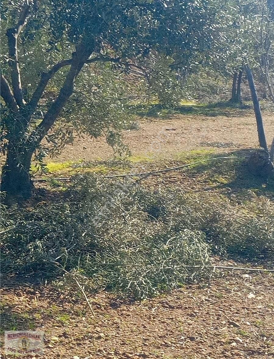Selçuk Ta Abuhayat Bölgesinde Doğa Ve Denız Manzaralı Zeytinlik - Görsel 6