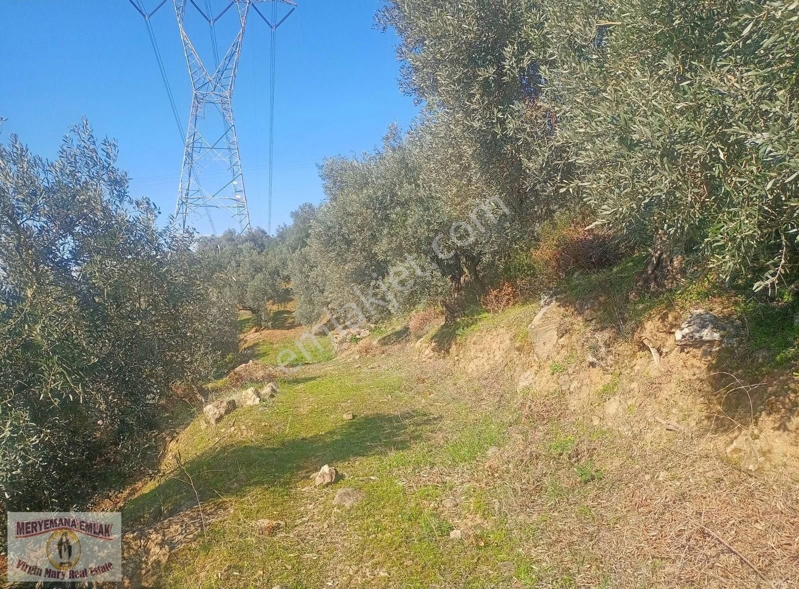 Selçuk Ta Abuhayat Bölgesinde Doğa Ve Denız Manzaralı Zeytinlik - Görsel 5