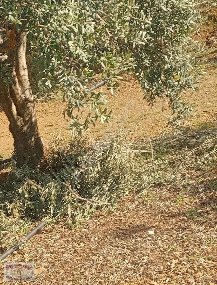 Selçuk Ta Abuhayat Bölgesinde Doğa Ve Denız Manzaralı Zeytinlik - Görsel 3