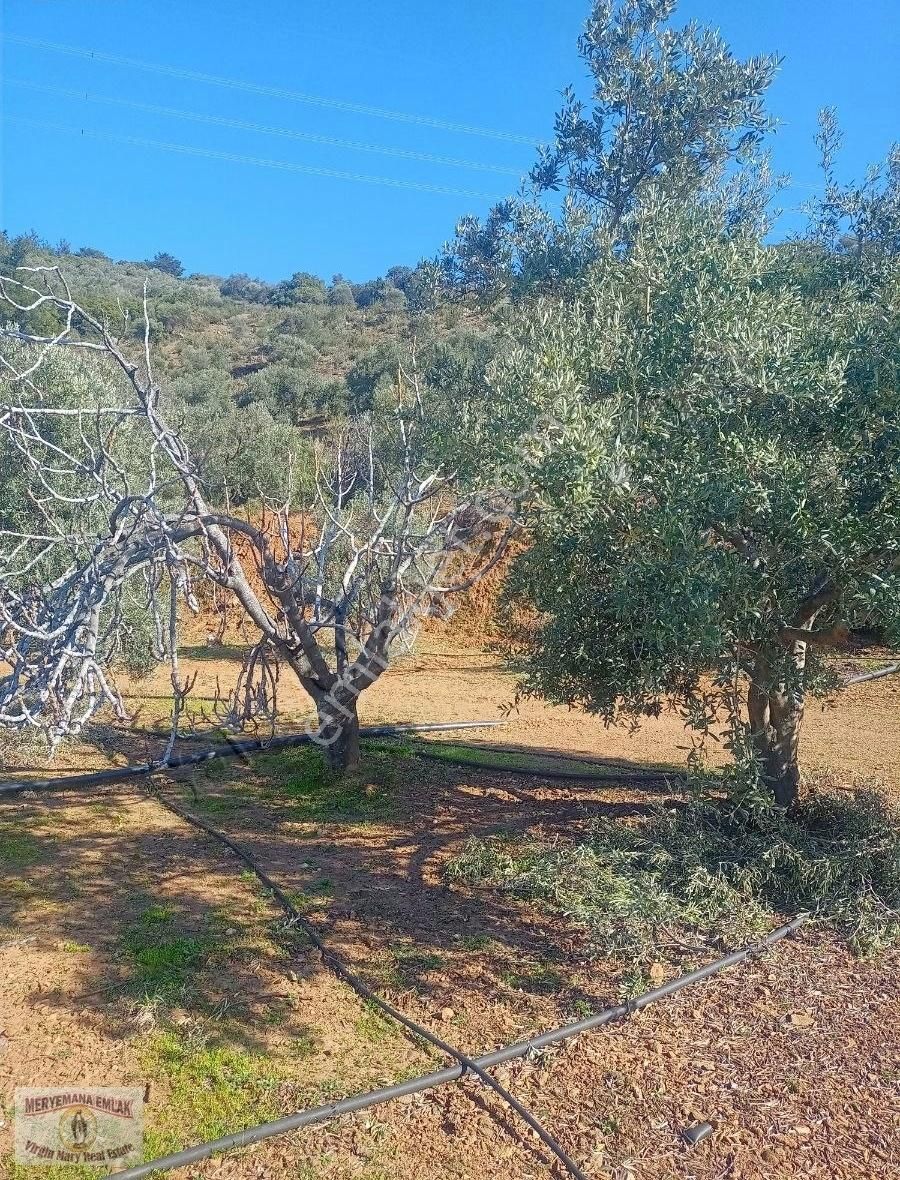 Selçuk Ta Abuhayat Bölgesinde Doğa Ve Denız Manzaralı Zeytinlik - Görsel 7
