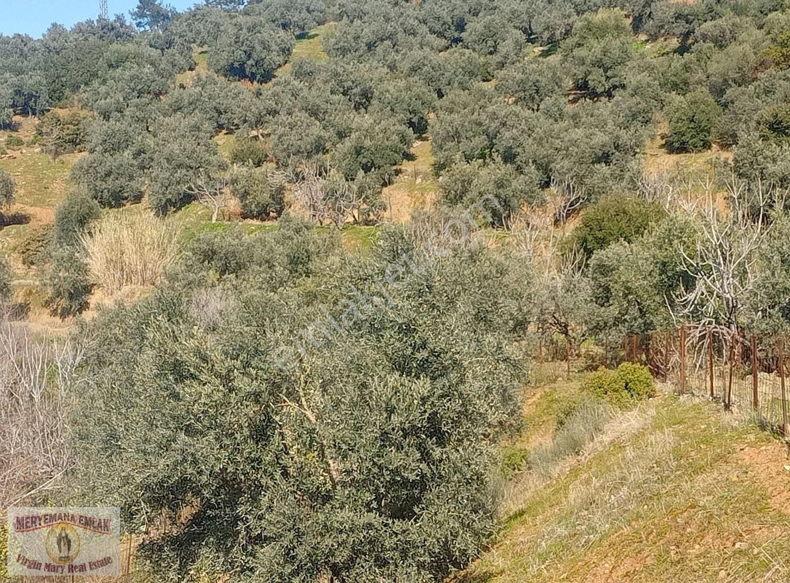 Selçuk Ta Abuhayat Bölgesinde Doğa Ve Denız Manzaralı Zeytinlik - Görsel 4