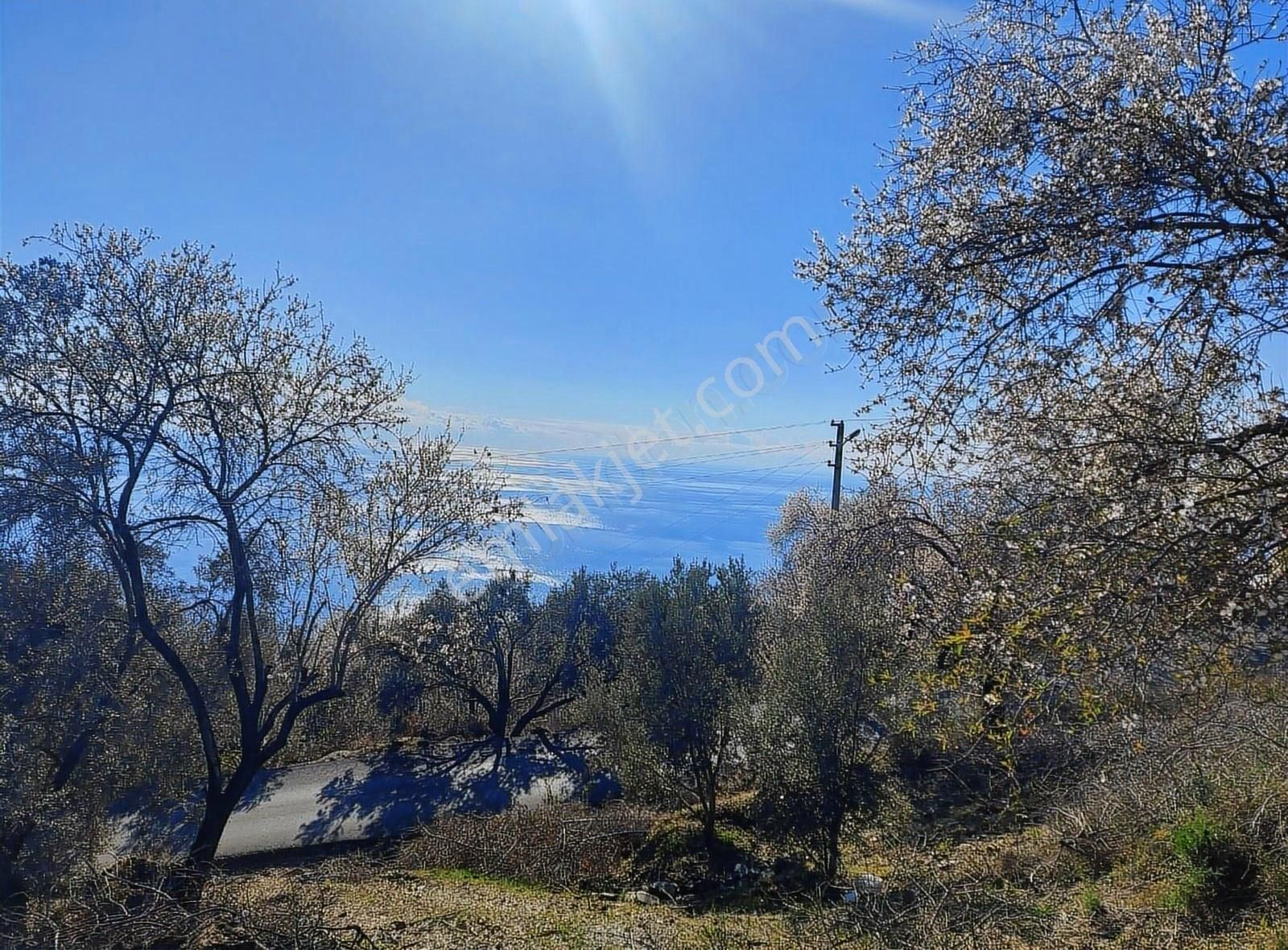 Antalya Gazipaşa Zeytinada 2090m2 Satılık Tarla - Görsel 11