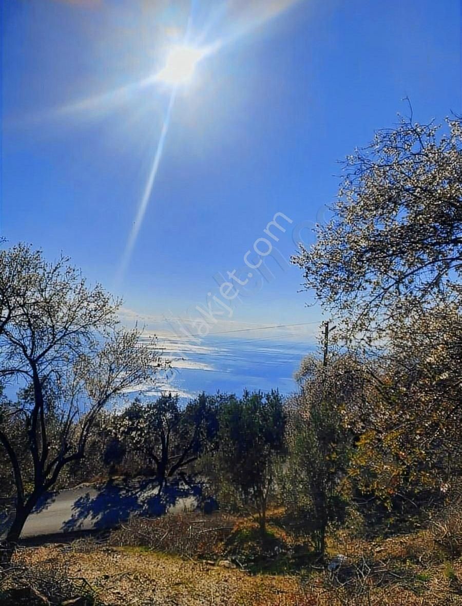 Antalya Gazipaşa Zeytinada 2090m2 Satılık Tarla - Görsel 14