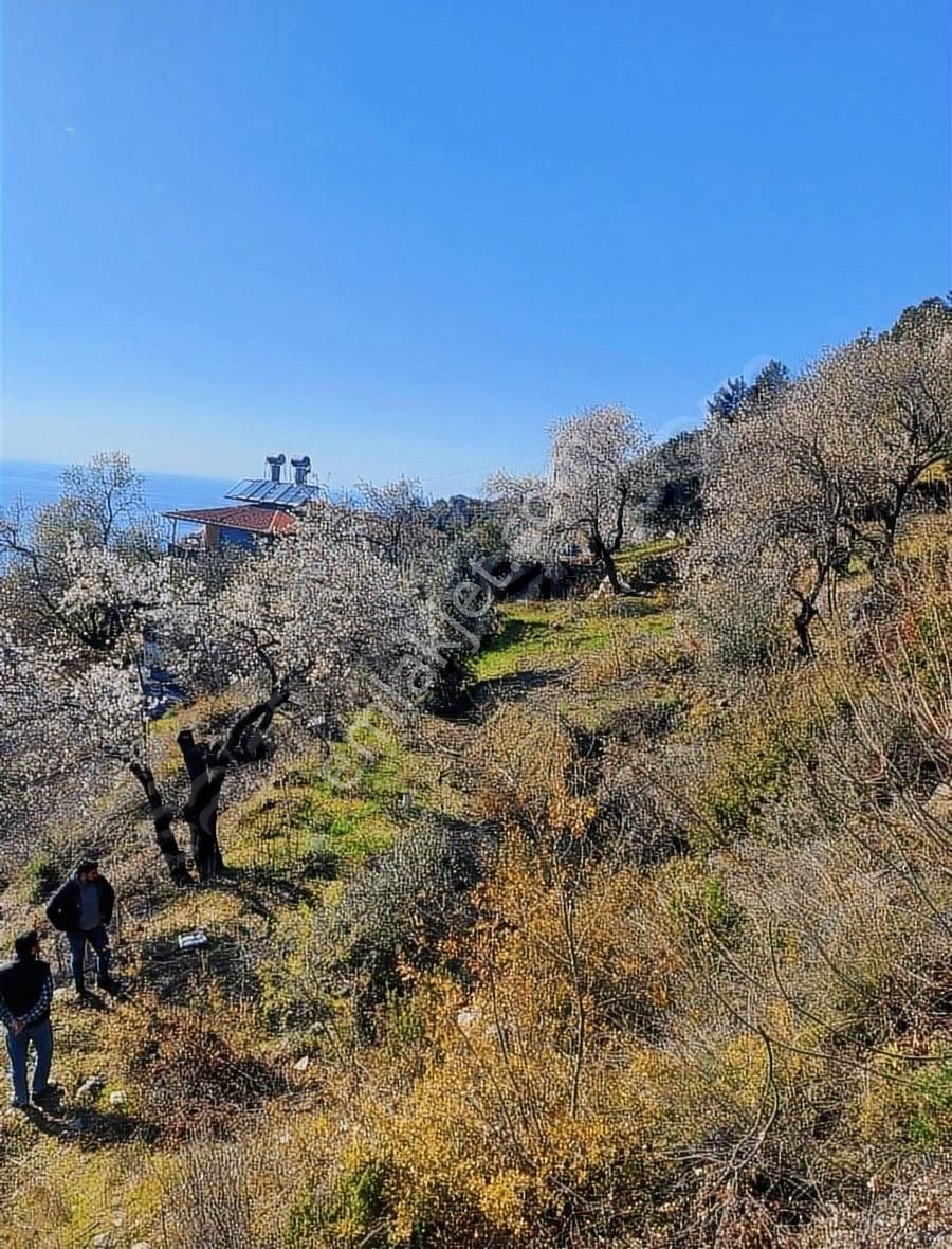 Antalya Gazipaşa Zeytinada 2090m2 Satılık Tarla - Görsel 12