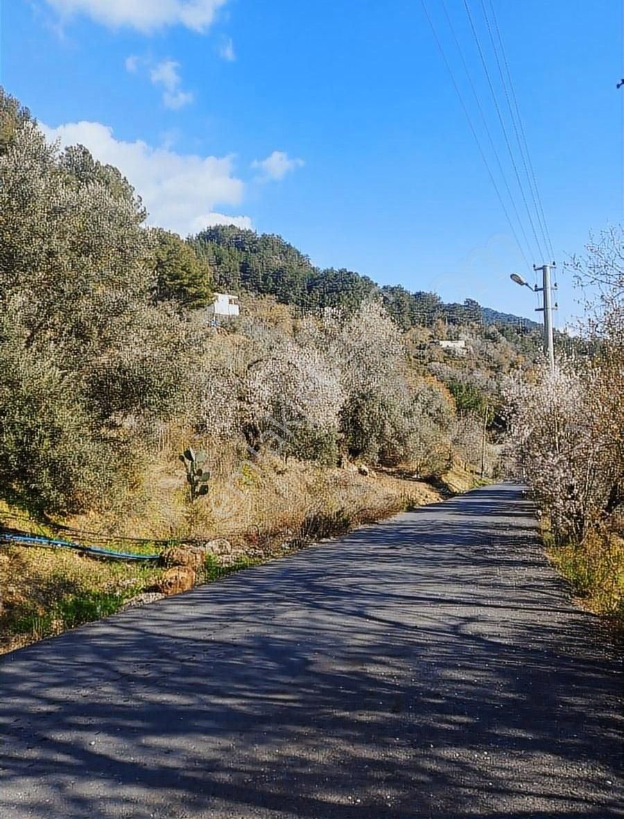 Antalya Gazipaşa Zeytinada 2090m2 Satılık Tarla - Görsel 4