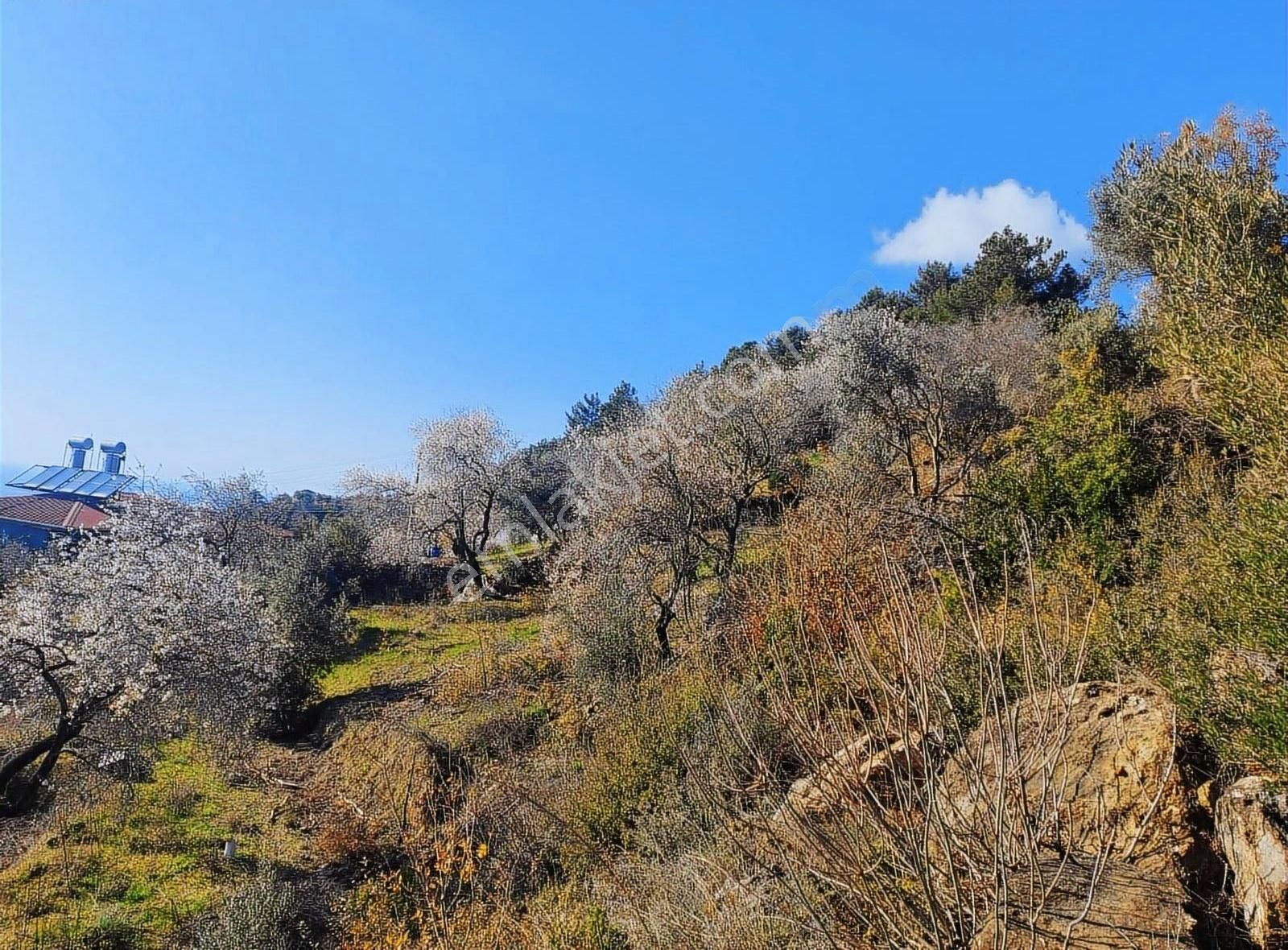 Antalya Gazipaşa Zeytinada 2090m2 Satılık Tarla - Görsel 8